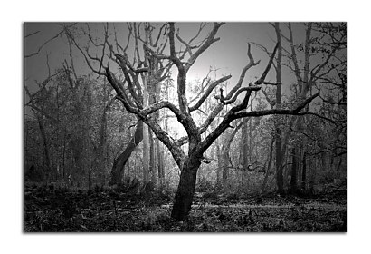 Fototapeta Fotografia Kmeň Stromu 24700